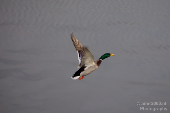 Duck_nature_Landscape_Photography_089_Canon_EOS_5D_Mark_IV.JPG