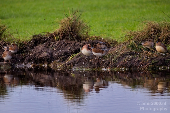 Duck_nature_Landscape_Photography_092_Canon_EOS_5D_Mark_IV.JPG