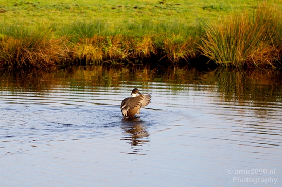 Duck_nature_Landscape_Photography_098_Canon_EOS_5D_Mark_IV.JPG