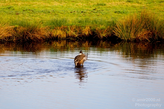 Duck_nature_Landscape_Photography_099_Canon_EOS_5D_Mark_IV.JPG