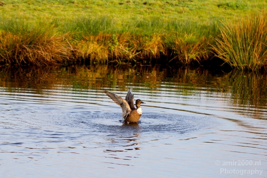 Duck_nature_Landscape_Photography_100_Canon_EOS_5D_Mark_IV.JPG