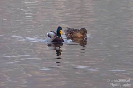 Duck_nature_Landscape_Photography_101_Canon_EOS_5D_Mark_IV.JPG