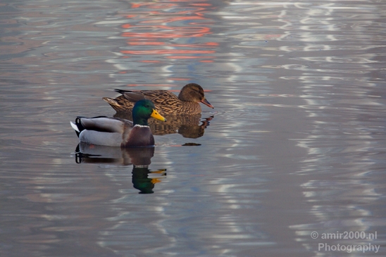 Duck_nature_Landscape_Photography_102_Canon_EOS_5D_Mark_IV.JPG