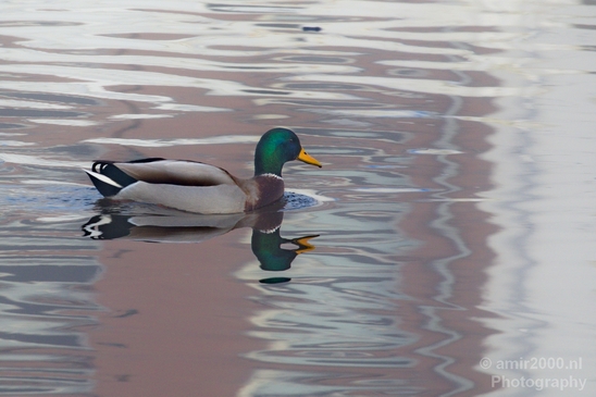 Duck_nature_Landscape_Photography_103_Canon_EOS_5D_Mark_IV.JPG