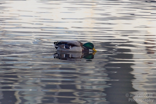 Duck_nature_Landscape_Photography_104_Canon_EOS_5D_Mark_IV.JPG