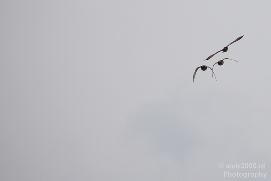 Duck_nature_Landscape_Photography_106_Canon_EOS_5D_Mark_IV.JPG