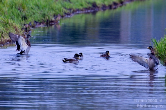 Duck_nature_Landscape_Photography_108_Canon_EOS_5D_Mark_IV.JPG