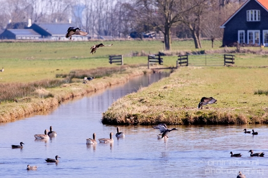 Duck_nature_Landscape_Photography_118_Canon_EOS_5D_Mark_IV.JPG