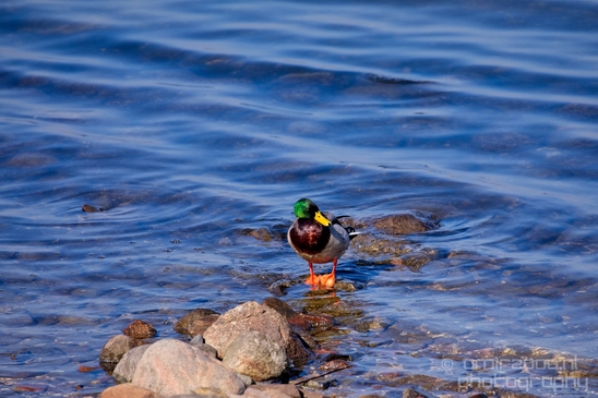 Duck_nature_Landscape_Photography_120_Canon_EOS_5D_Mark_IV.JPG