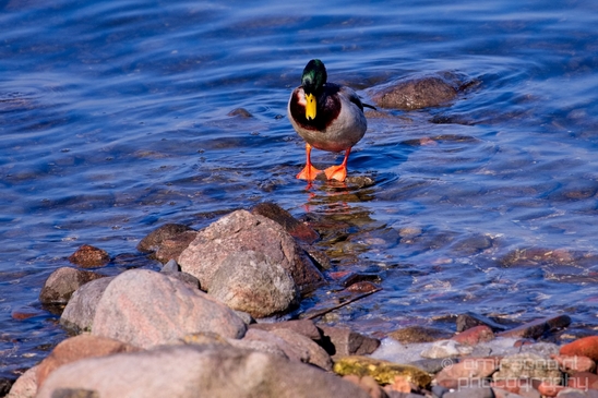 Duck_nature_Landscape_Photography_121_Canon_EOS_5D_Mark_IV.JPG