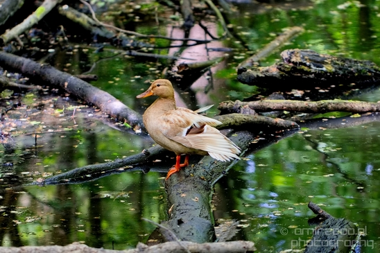 Duck_nature_Landscape_Photography_123_Canon_EOS_5D_Mark_IV.JPG