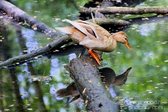 Duck_nature_Landscape_Photography_124_Canon_EOS_5D_Mark_IV.JPG