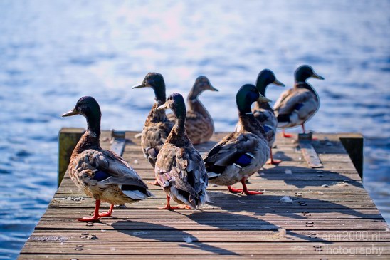 Duck_sunrise_nature_Landscape_Photography_001_Canon_EOS_5D_Mark_IV.JPG