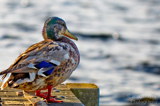 Duck_sunrise_nature_Landscape_Photography_003_Canon_EOS_5D_Mark_IV.JPG