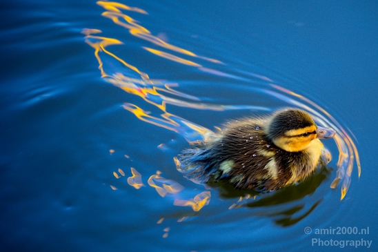 Ducklings_ducks_spring_nature_Landscape_Photography_001_Canon_EOS_5D_Mark_IV.JPG
