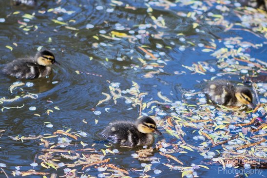 Ducklings_ducks_spring_nature_Landscape_Photography_001_Canon_EOS_7D.JPG
