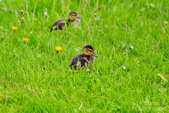 Ducklings_ducks_spring_nature_Landscape_Photography_002_Canon_EOS_5D_Mark_IV.JPG