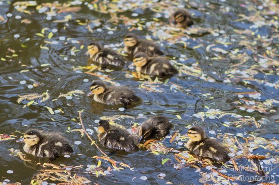 Ducklings_ducks_spring_nature_Landscape_Photography_002_Canon_EOS_7D.JPG
