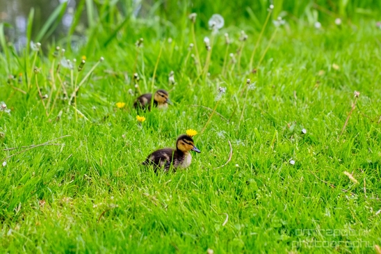Ducklings_ducks_spring_nature_Landscape_Photography_003_Canon_EOS_5D_Mark_IV.JPG