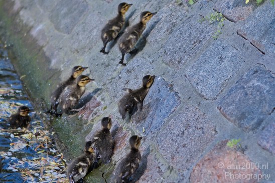 Ducklings_ducks_spring_nature_Landscape_Photography_003_Canon_EOS_7D.JPG