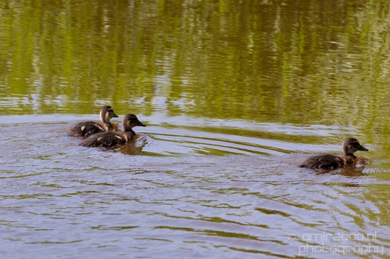Ducklings_ducks_spring_nature_Landscape_Photography_004_Canon_EOS_5D_Mark_IV.JPG