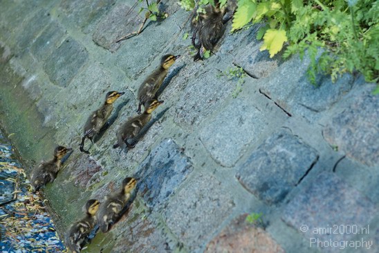 Ducklings_ducks_spring_nature_Landscape_Photography_004_Canon_EOS_7D.JPG