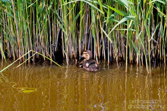 Ducklings_ducks_spring_nature_Landscape_Photography_005_Canon_EOS_5D_Mark_IV.JPG