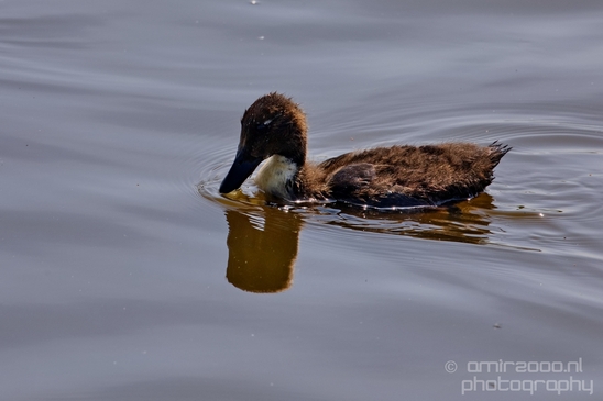 Ducklings_ducks_spring_nature_Landscape_Photography_006_Canon_EOS_5D_Mark_IV.JPG