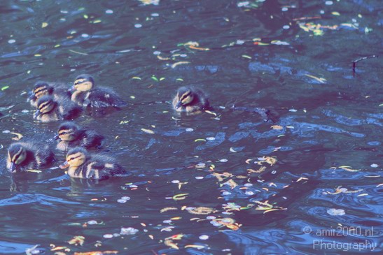 Ducklings_ducks_spring_nature_Landscape_Photography_006_Canon_EOS_7D.JPG
