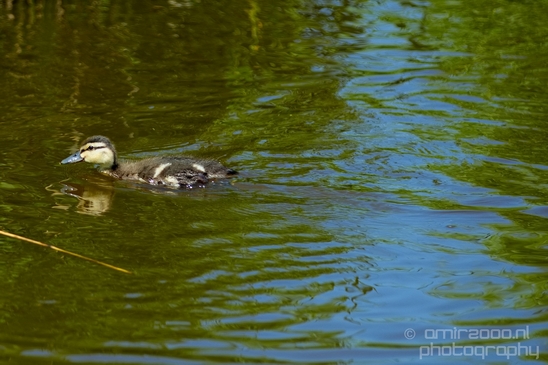 Ducklings_ducks_spring_nature_Landscape_Photography_007_Canon_EOS_5D_Mark_IV.JPG
