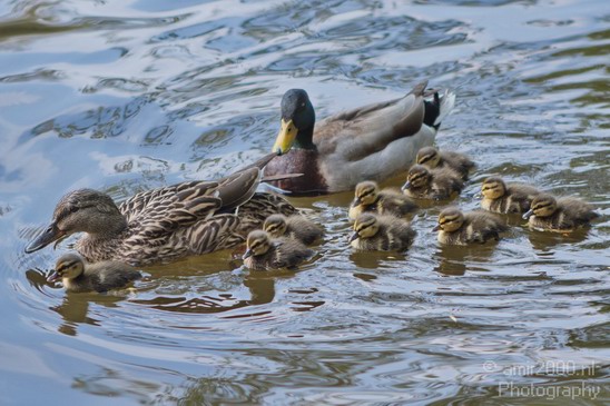 Ducklings_ducks_spring_nature_Landscape_Photography_007_Canon_EOS_7D.JPG