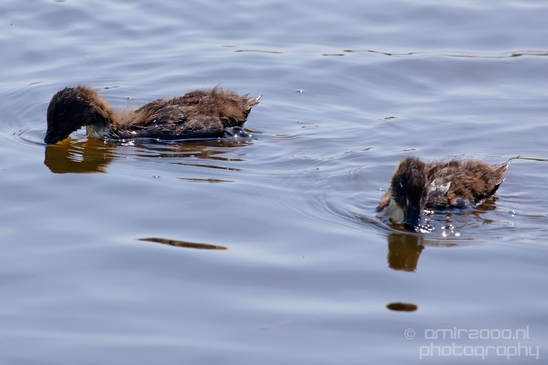 Ducklings_ducks_spring_nature_Landscape_Photography_008_Canon_EOS_5D_Mark_IV.JPG