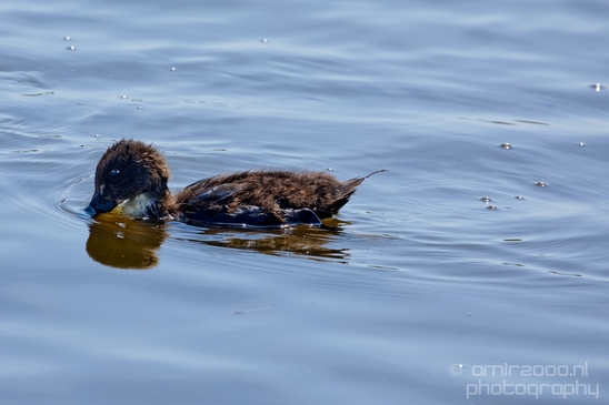 Ducklings_ducks_spring_nature_Landscape_Photography_009_Canon_EOS_5D_Mark_IV.JPG