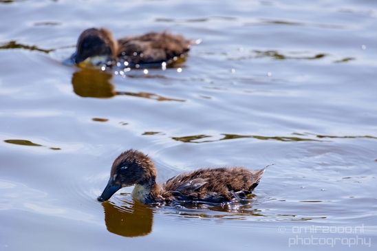 Ducklings_ducks_spring_nature_Landscape_Photography_010_Canon_EOS_5D_Mark_IV.JPG