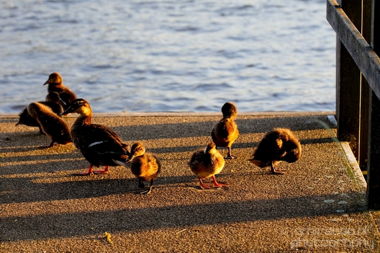 Ducklings_ducks_spring_nature_Landscape_Photography_011_Canon_EOS_5D_Mark_IV.JPG
