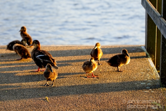 Ducklings_ducks_spring_nature_Landscape_Photography_012_Canon_EOS_5D_Mark_IV.JPG