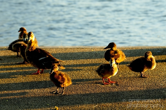 Ducklings_ducks_spring_nature_Landscape_Photography_013_Canon_EOS_5D_Mark_IV.JPG