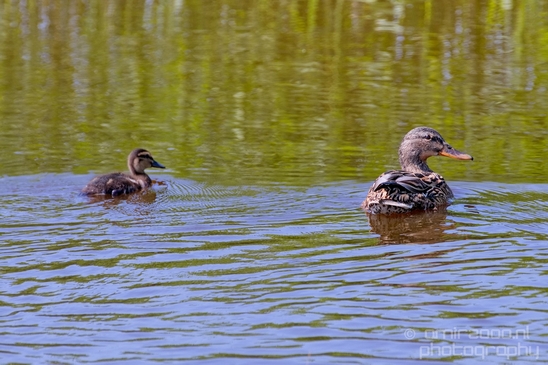 Ducklings_ducks_spring_nature_Photography_Landscape_001_Canon_EOS_5D_Mark_IV.JPG