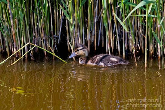 Ducklings_ducks_spring_nature_Photography_Landscape_002_Canon_EOS_5D_Mark_IV.JPG