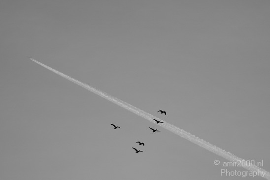 Ducks_in_the_sky_nature_Landscape_Photography_001_Canon_EOS_5D_Mark_IV.JPG