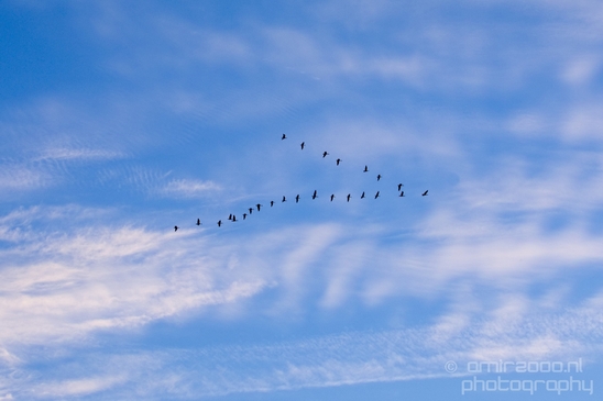 Ducks_in_the_sky_nature_Landscape_Photography_002_Canon_EOS_5D_Mark_IV.JPG