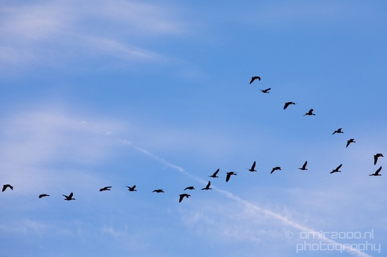 Ducks_in_the_sky_nature_Landscape_Photography_003_Canon_EOS_5D_Mark_IV.JPG