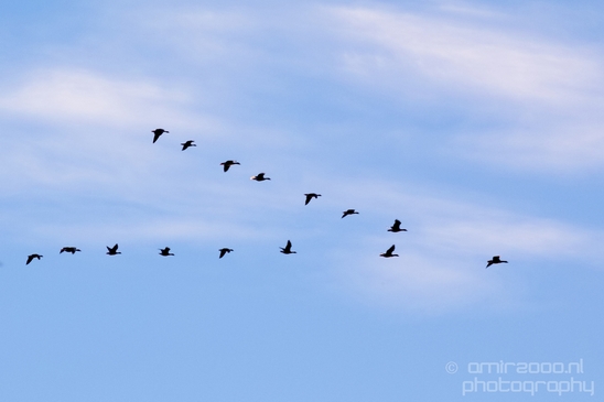 Ducks_in_the_sky_nature_Landscape_Photography_004_Canon_EOS_5D_Mark_IV.JPG