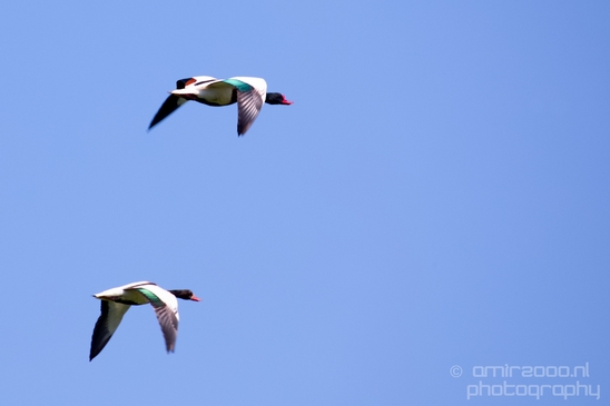 Ducks_in_the_sky_nature_Landscape_Photography_005_Canon_EOS_5D_Mark_IV.JPG