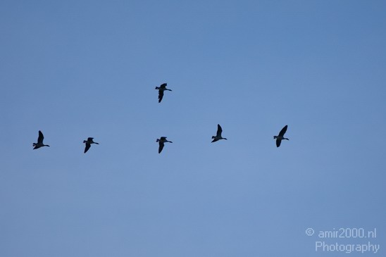 Ducks_in_the_sky_nature_Photography_Landscape_001_Canon_EOS_5D_Mark_IV.JPG