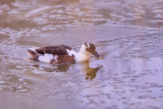 Ducks_nature_winter_scenery_Landscape_Photography_001_Canon_EOS_5D_Mark_IV.JPG