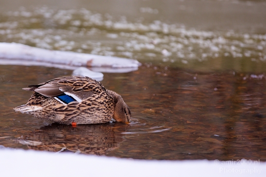 Ducks_nature_winter_scenery_Landscape_Photography_002_Canon_EOS_5D_Mark_IV.JPG