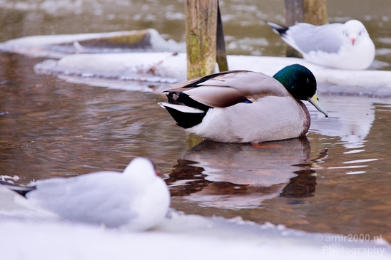 Ducks_nature_winter_scenery_Landscape_Photography_003_Canon_EOS_5D_Mark_IV.JPG