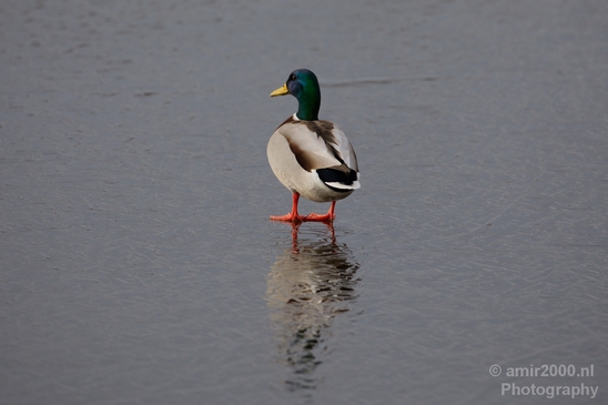 Ducks_nature_winter_scenery_Landscape_Photography_004_Canon_EOS_5D_Mark_IV.JPG