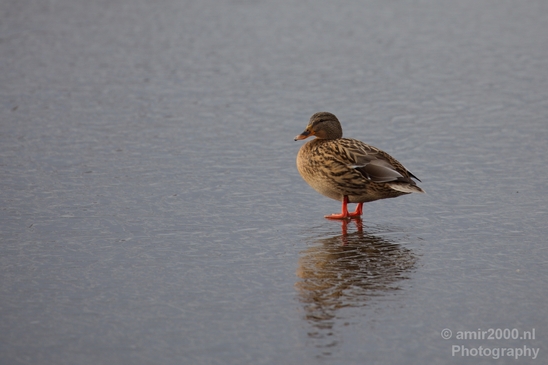 Ducks_nature_winter_scenery_Landscape_Photography_005_Canon_EOS_5D_Mark_IV.JPG
